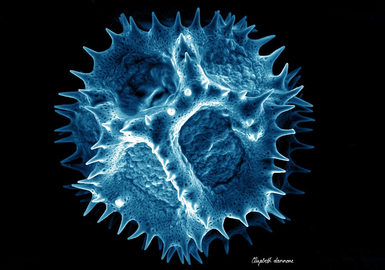 SEM - chicory pollen.jpg