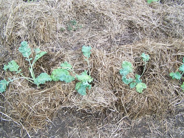 Hay - putting down loose stuff crop May 2018.jpg