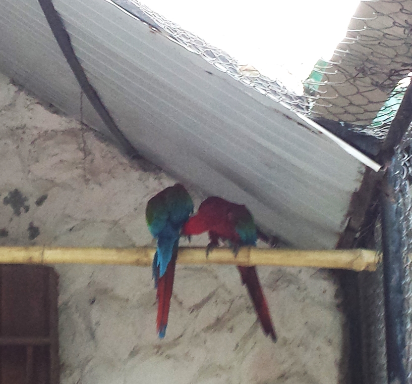 multicolor macaw parrot.jpg