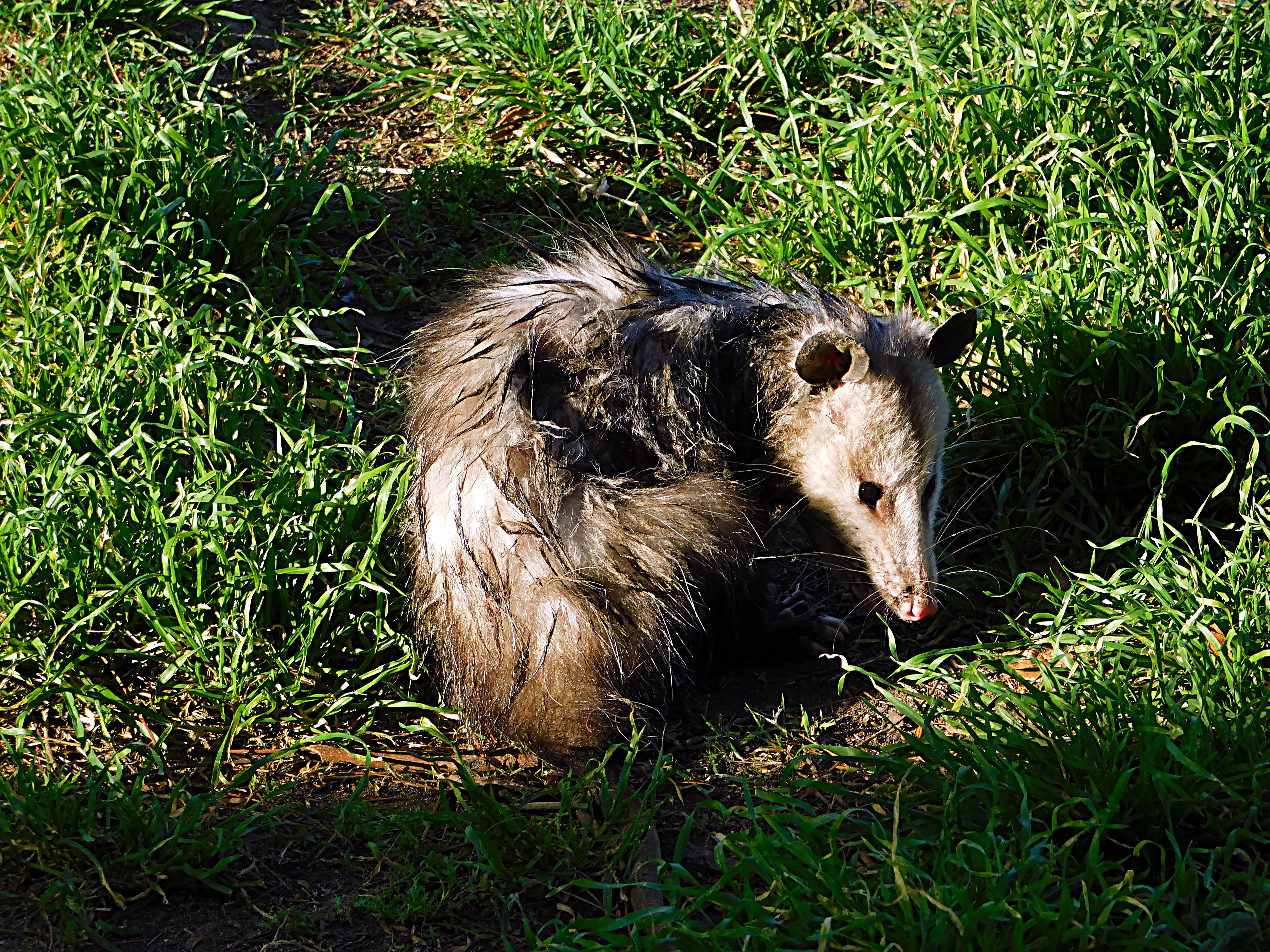 animals of paradise, wildlife, photography by jeronimo rubio, 2018, all rights reserved, nature (1091).JPG