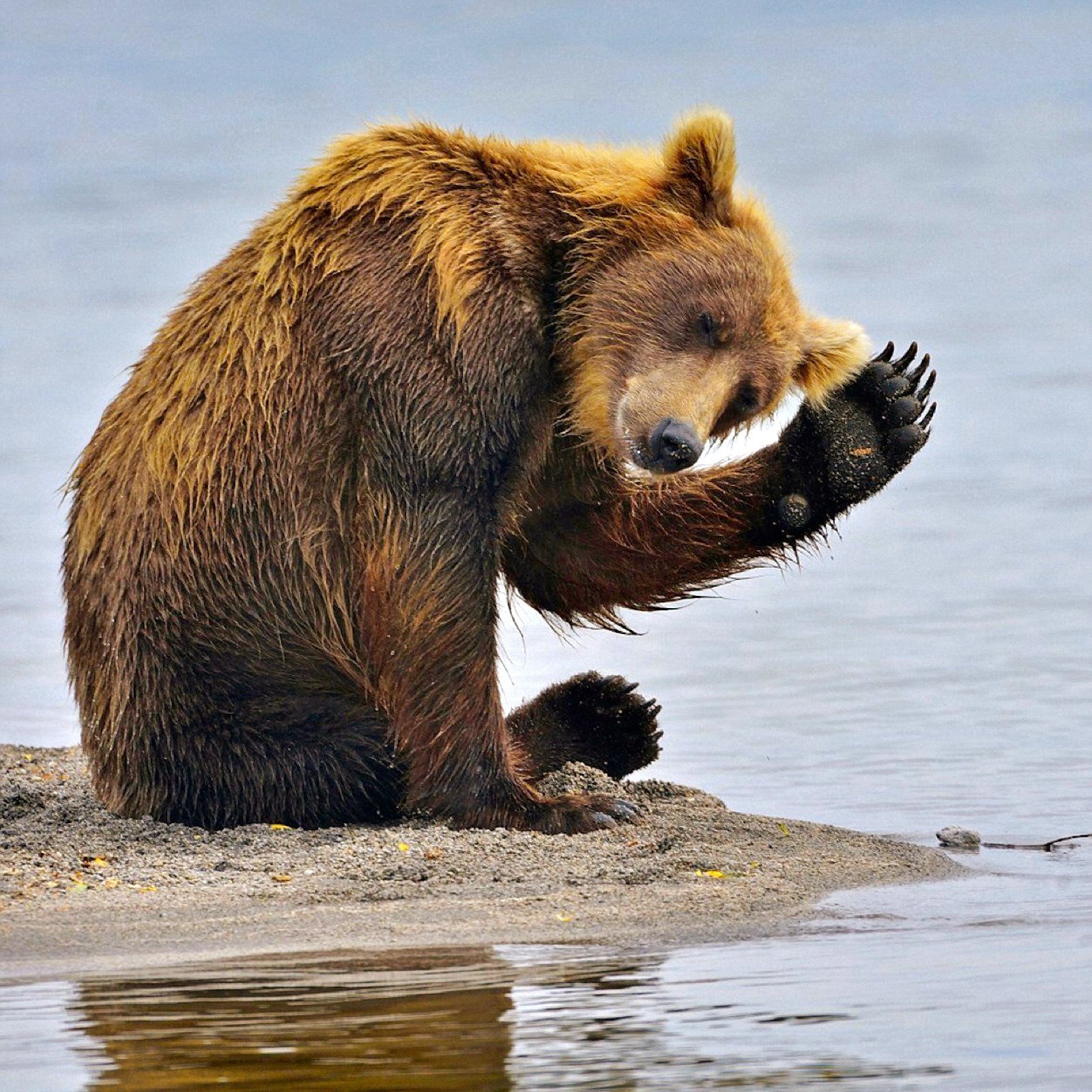 00-russian-bear-kamchatka-220715.jpg