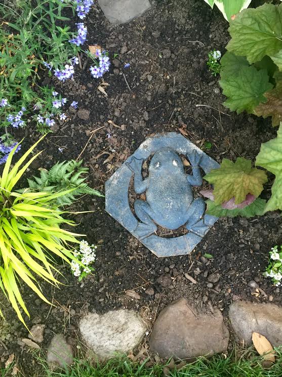 garden froggie path.jpg