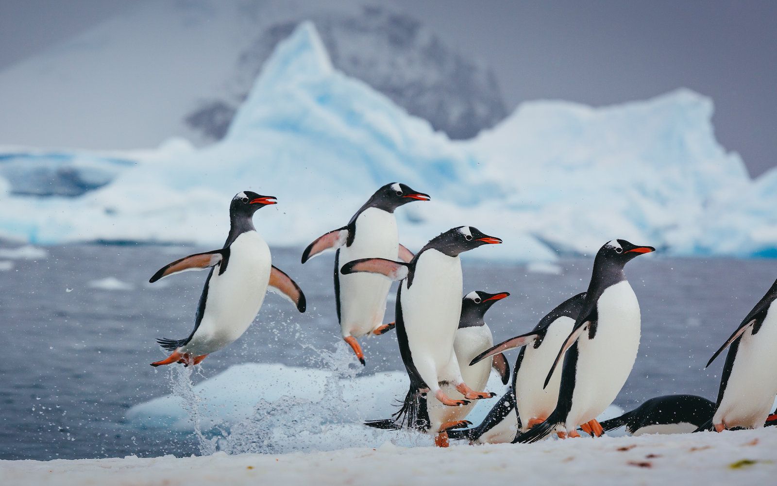 gentoo-penguins-antarctica.jpg