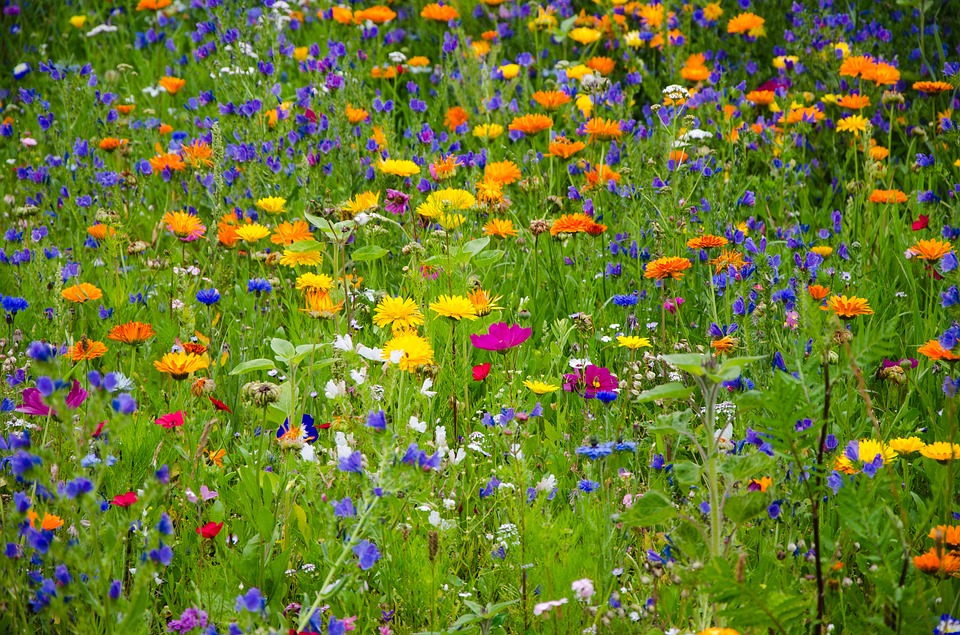 flower-meadow-2509969_960_720.jpg