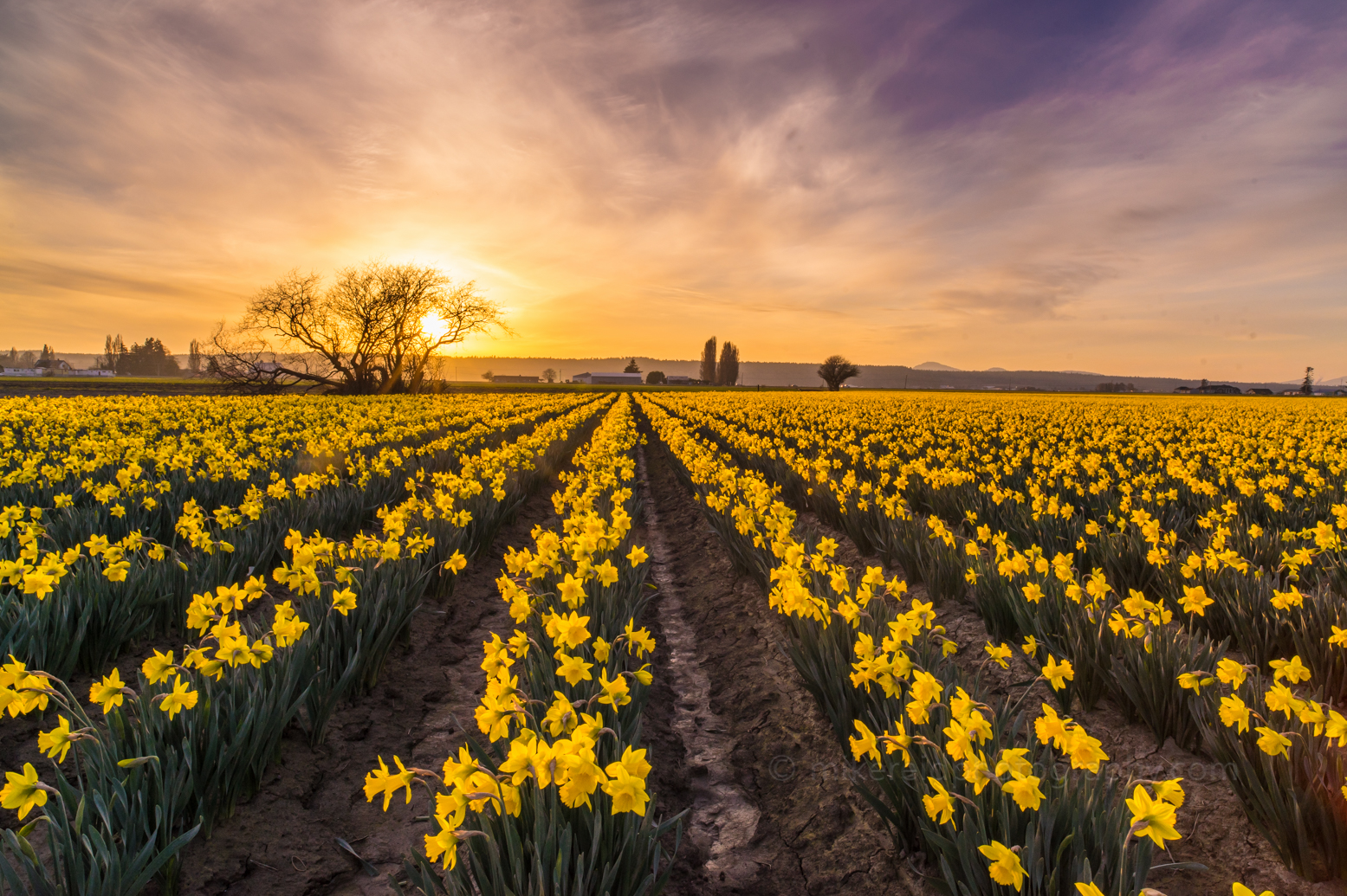 Soaring Daffodil Sunset.jpg