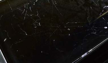 cloudChamber_1.gif