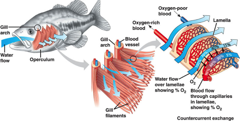Строение дыхательной системы рыб. Строение жабр костистых рыб. Органы дыхания рыб жабры. Дыхательная система костистых рыб. Дыхание рыб в воде