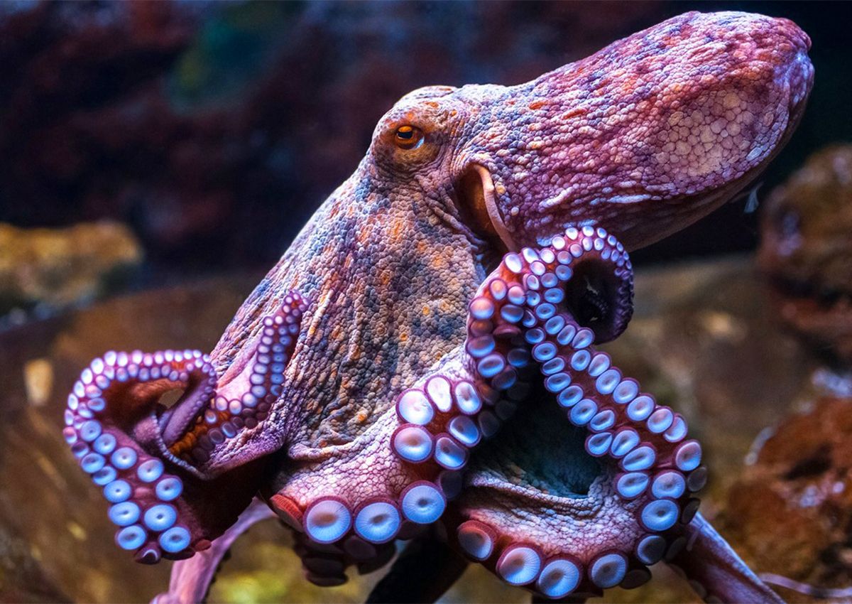 Octopus-Aquarium4.jpg