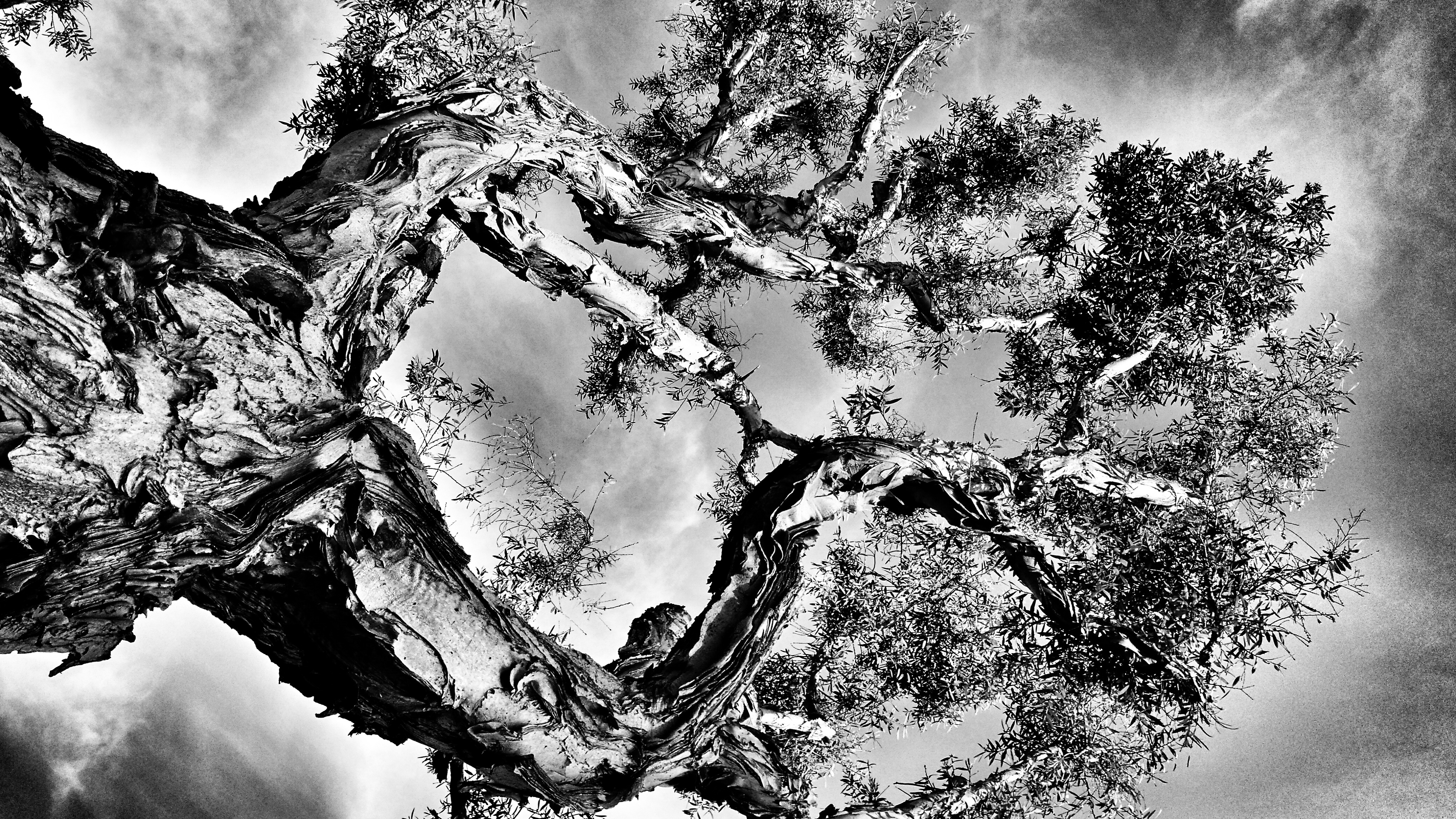 Giant Tree - Los Angeles.jpg