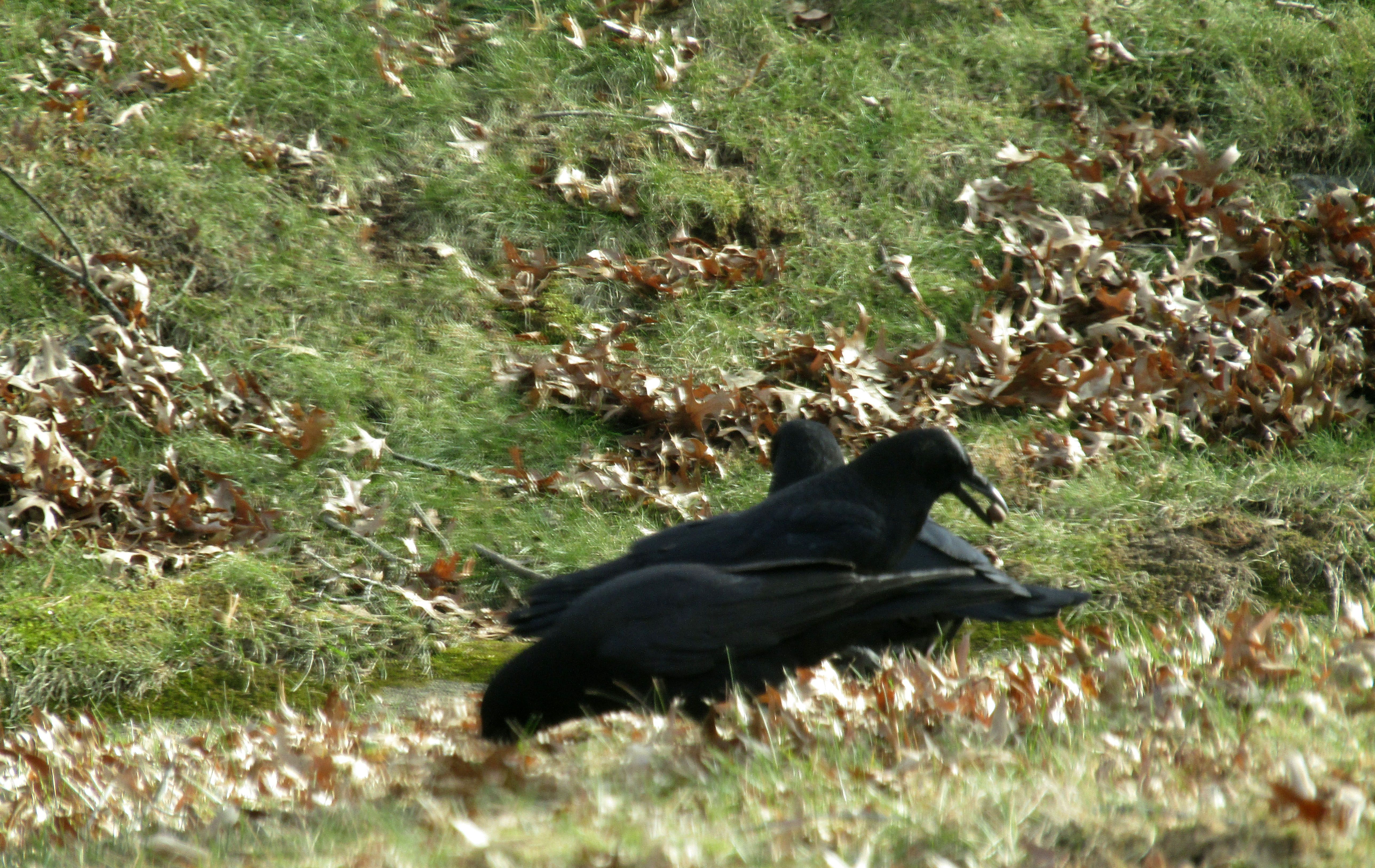 IMG_5574.JPG