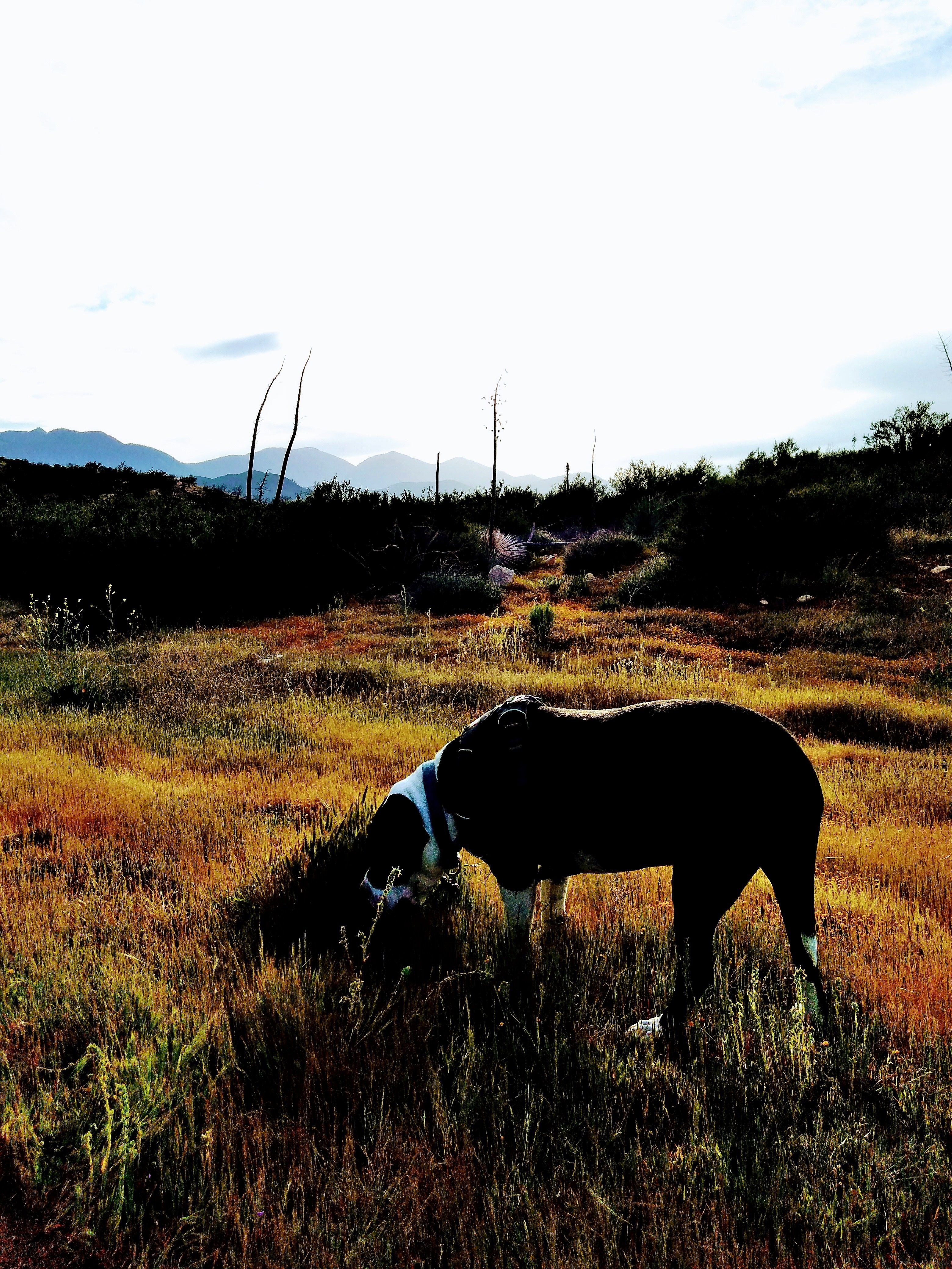 bud eating grass.jpg