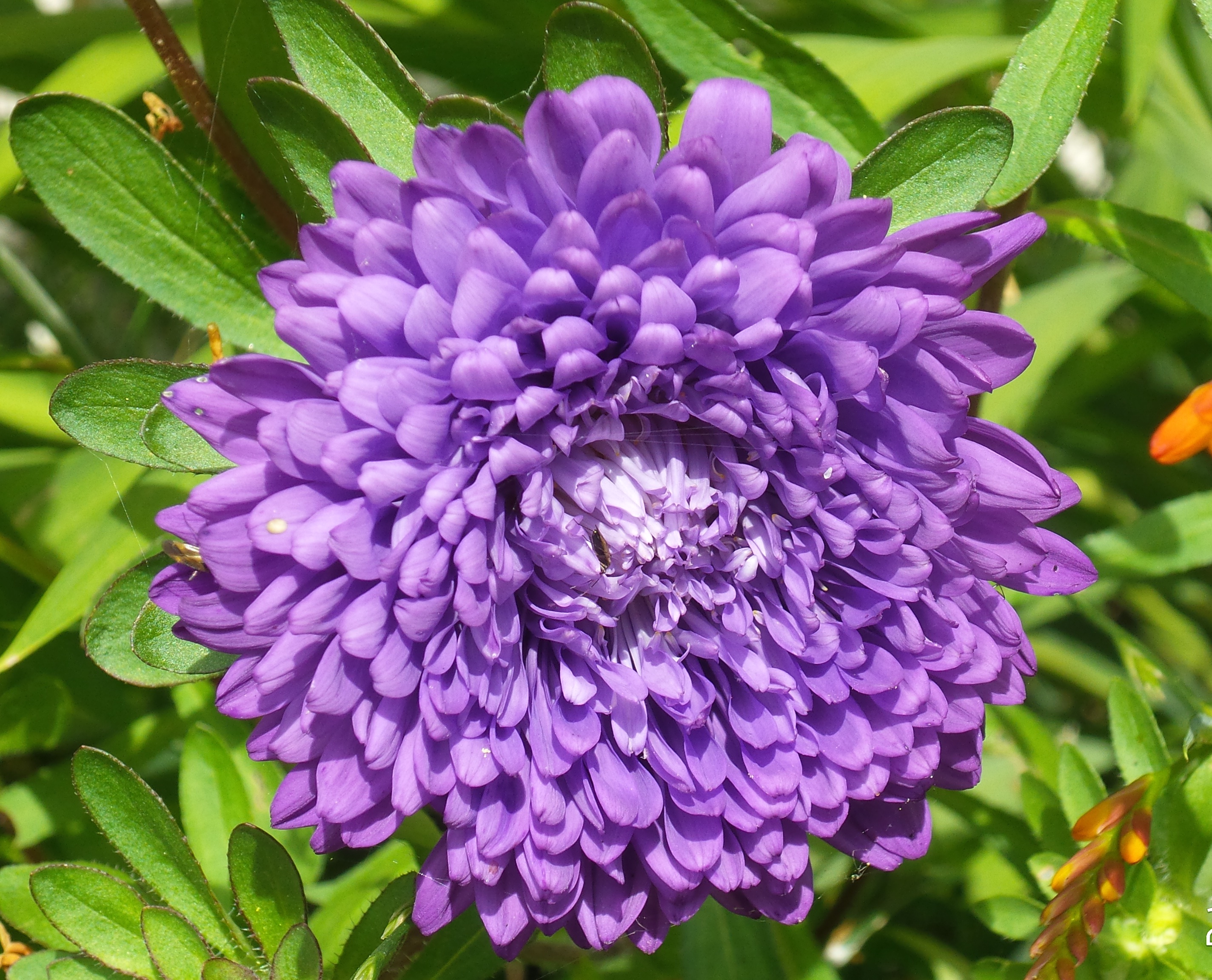 purple aster.jpg