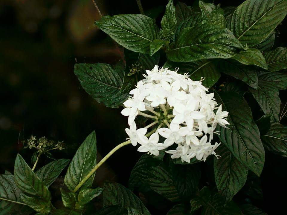 white flower.jpg