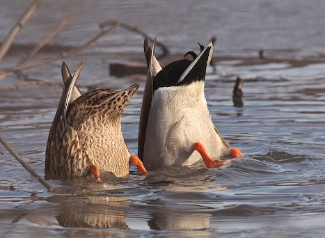 duck-butts.jpg