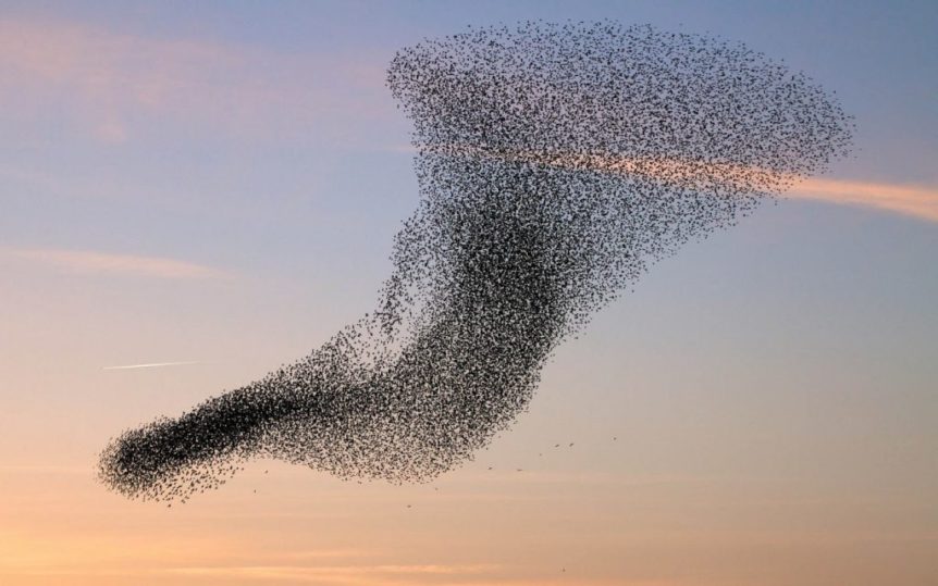 wallpaper-of-a-flock-of-flying-birds-hd-bird-wallpapers-1024x640-862x539.jpg