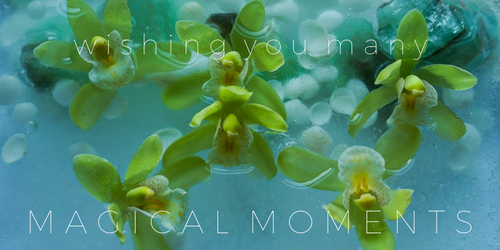 MAGICAL moments LIME ORCHIDS.png