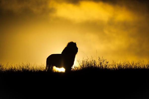 Kariega sunrise lion Brendon.jpg