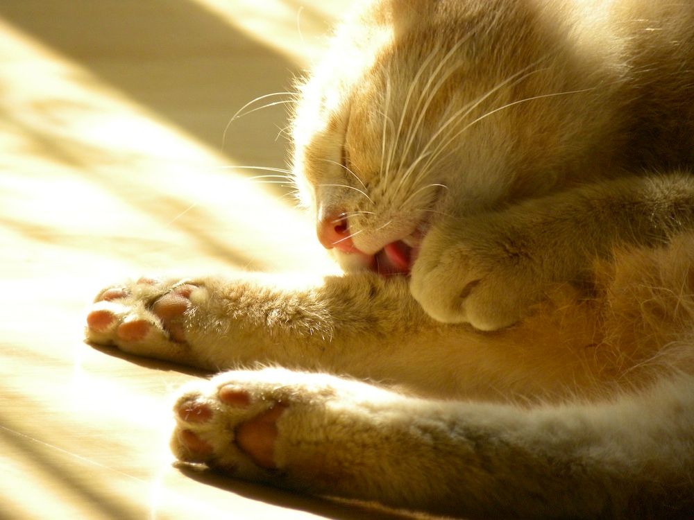cat-sunlight.jpg