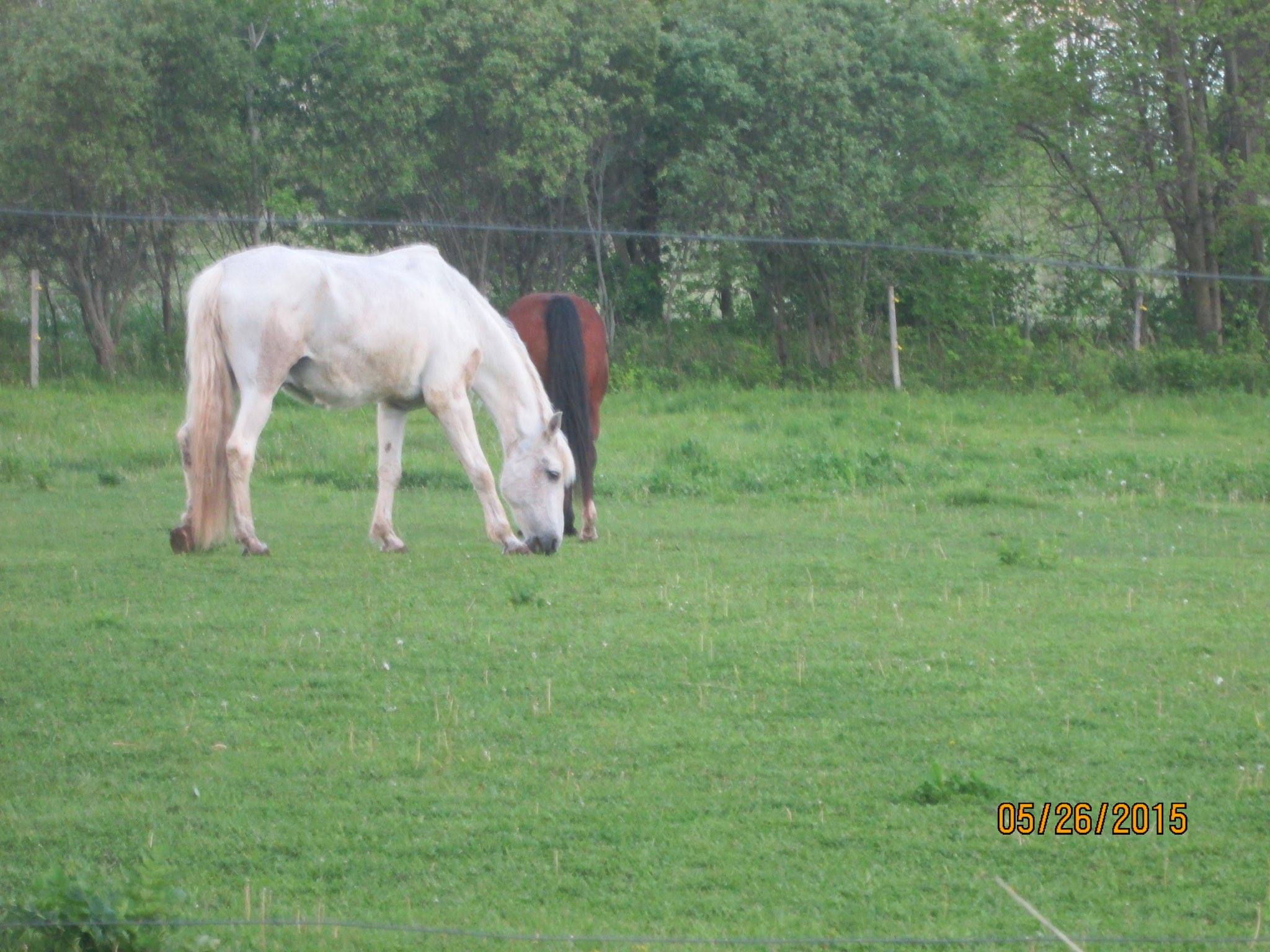 horses.jpg