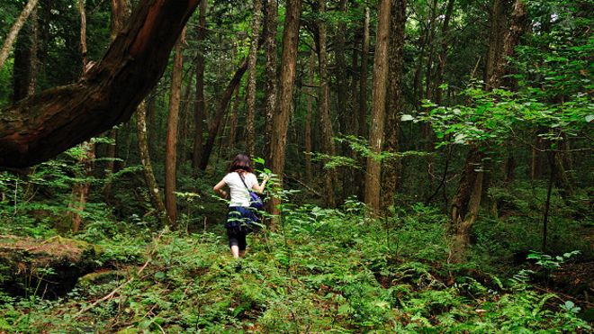 160112232027_japan_aokigahara_forest_624x351_juliancolton_nocredit.jpg