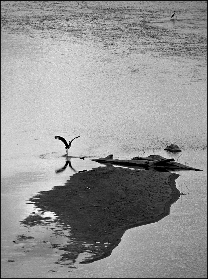 stork-heron-01-by-photo-deja-vu.jpg
