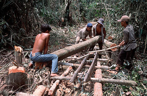 illegal-logging.jpg
