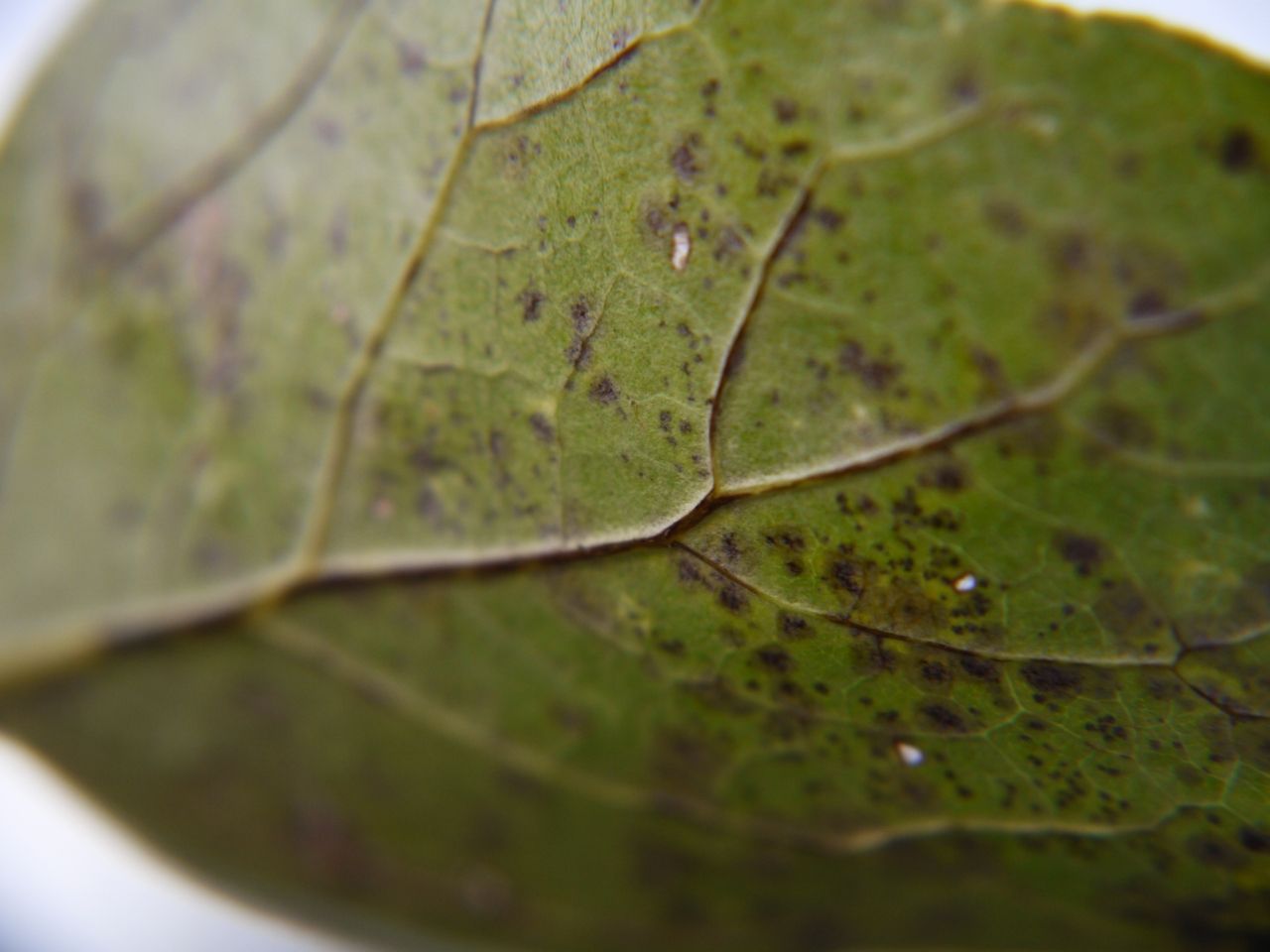 11728590482 - dead leaf with prominent veins and visible cells.jpg