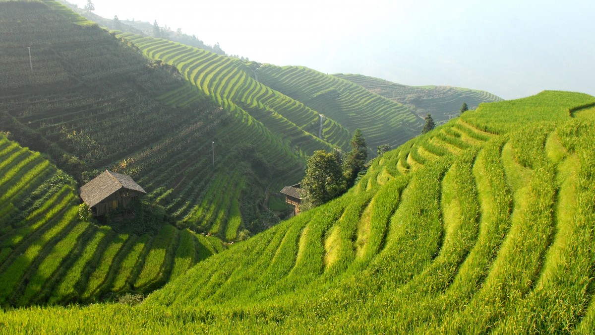 china_rice_terraces_landscape_rice_rice_cultivation_rice_fields_agriculture-745950.jpg!d.jpg