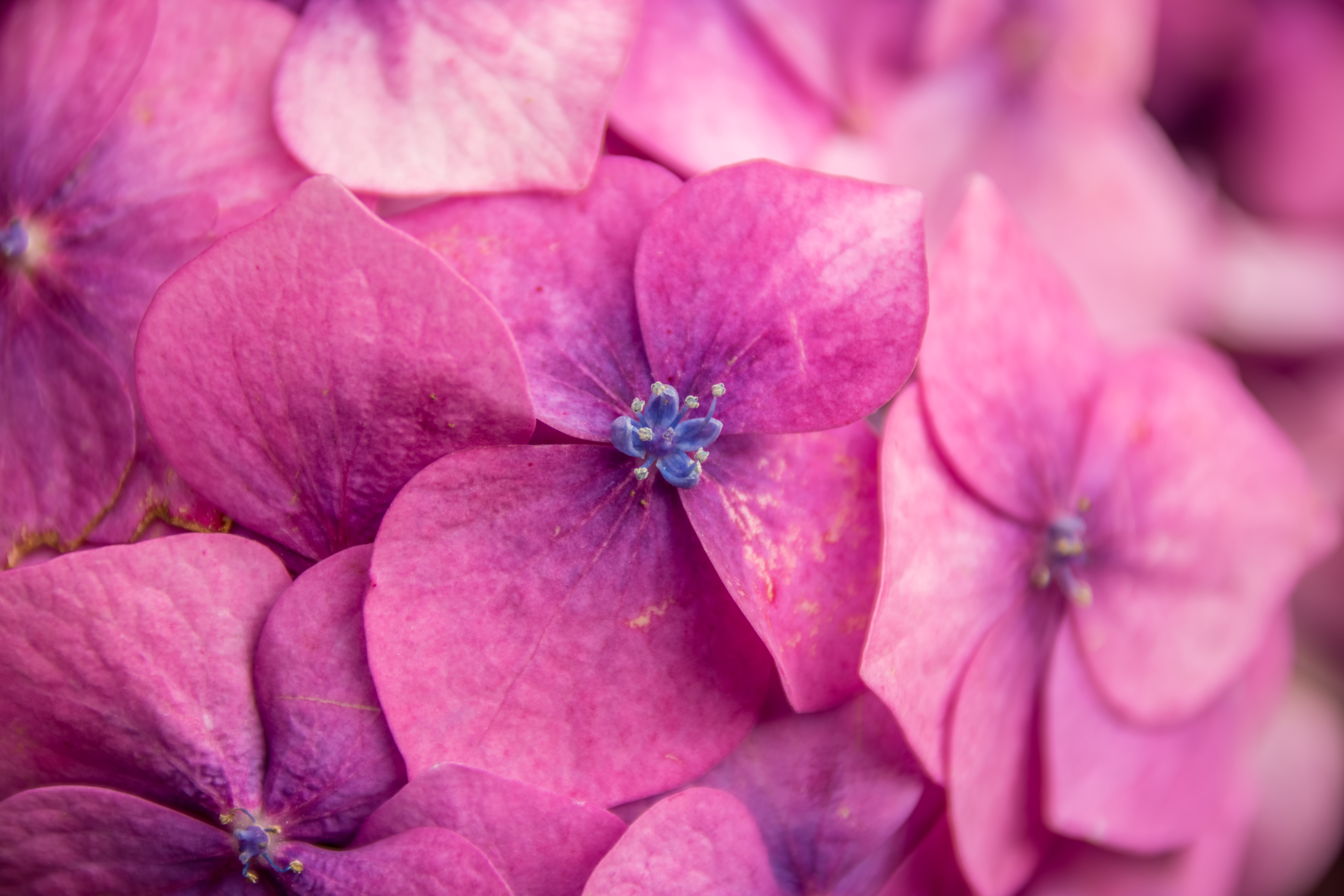 Hydrangea- by steve j huggett.jpg