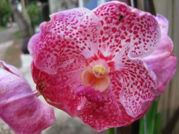 vanda hybrid.jpg