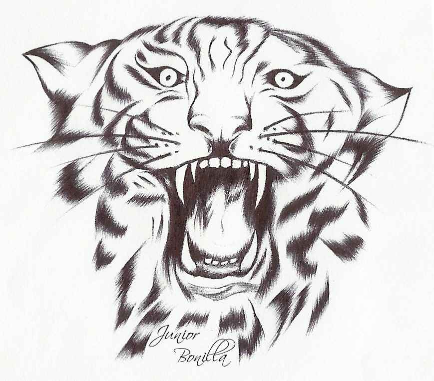 Dibujo de un tigre.jpg