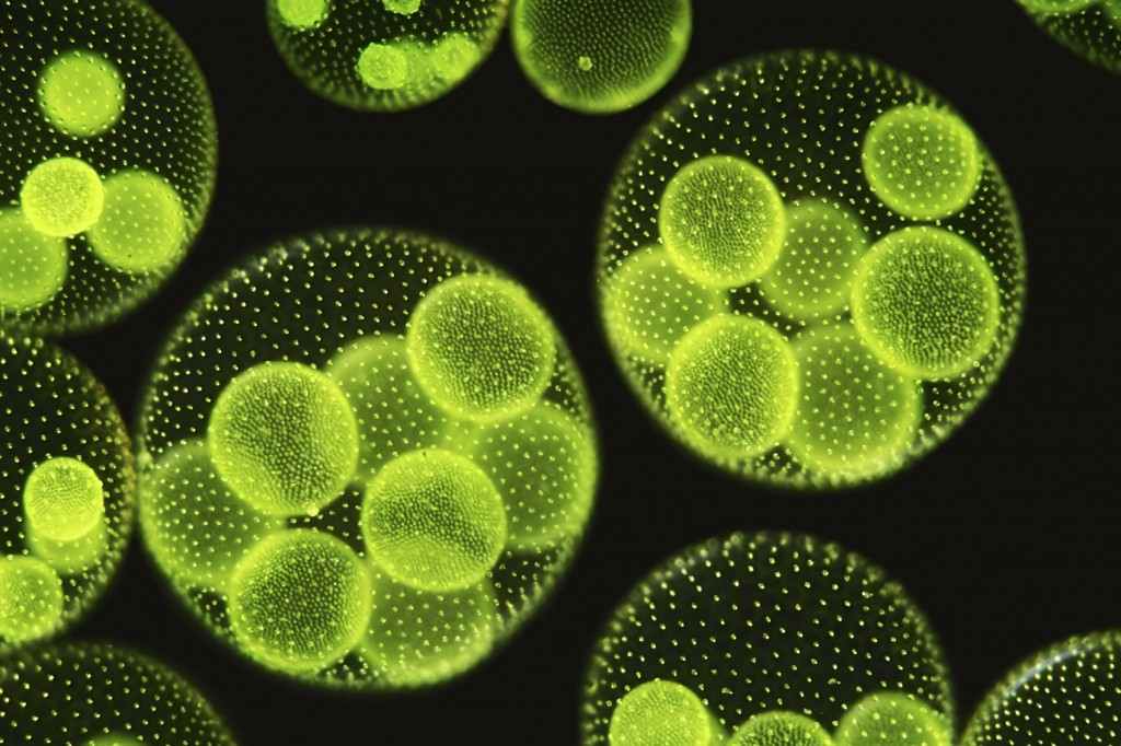 Volva-Cells-edit-1024x682.jpg