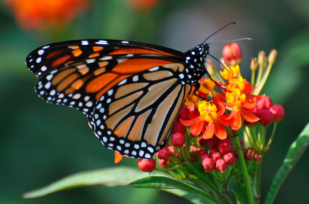 butterfly-on-beautiful-flower-taste.png