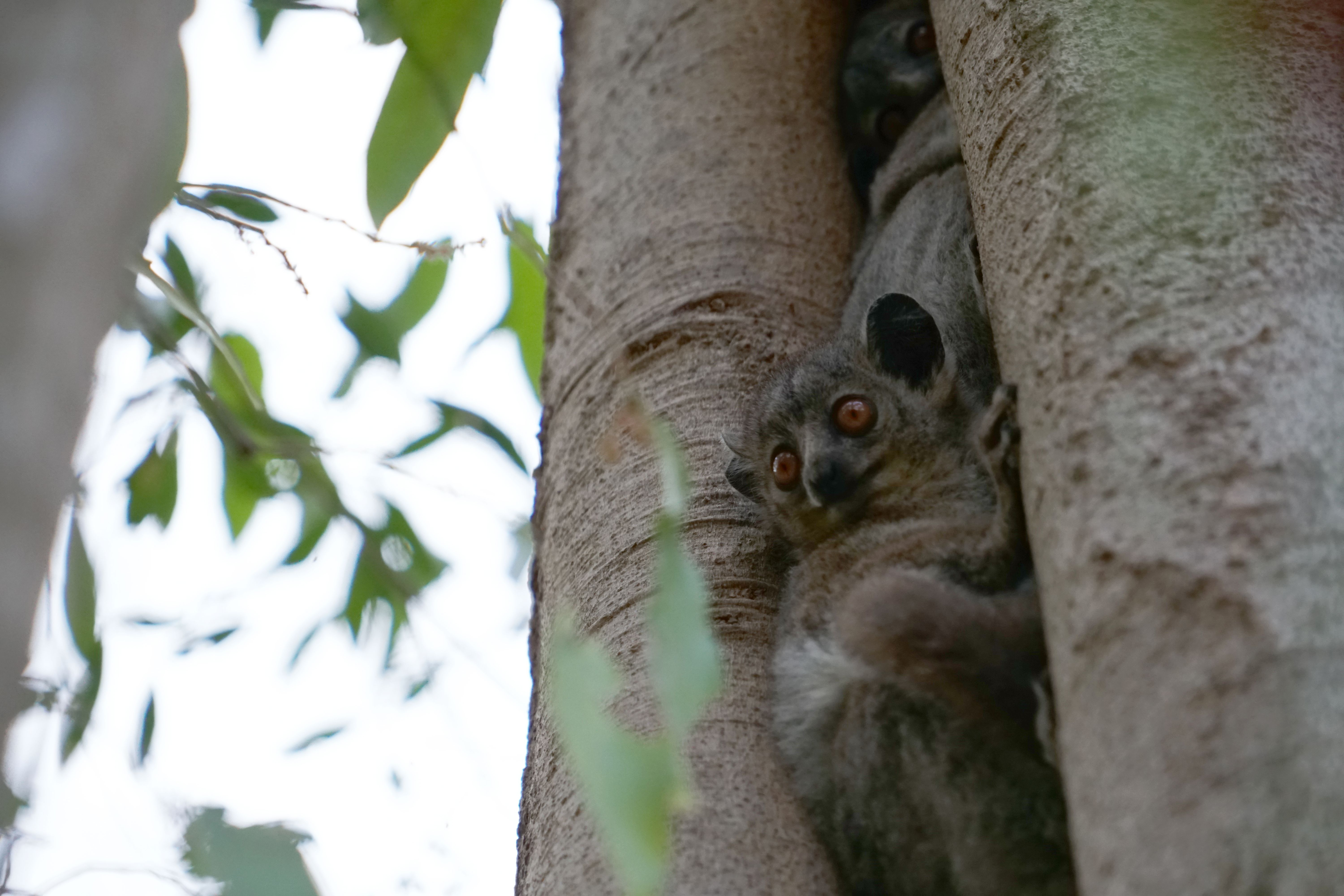 DSC01288- white footed lemur.jpg