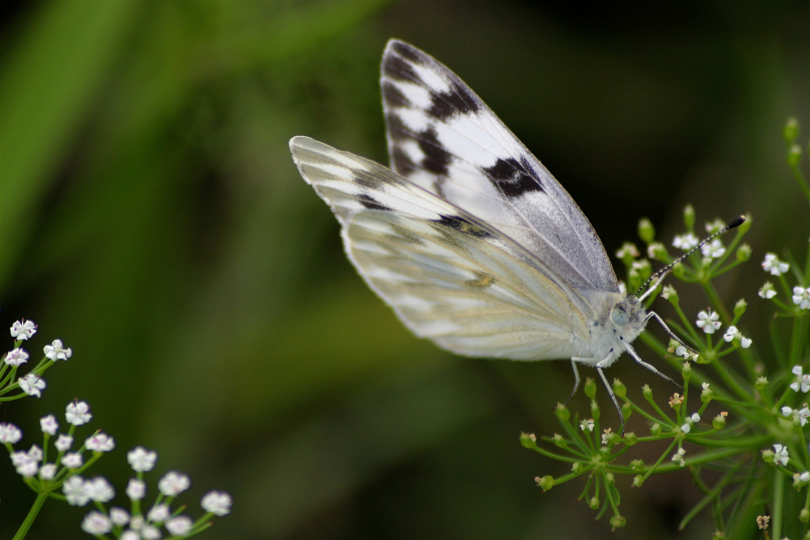 butterfly close good.jpg