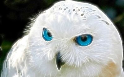 snowy_owl_close_up.jpg