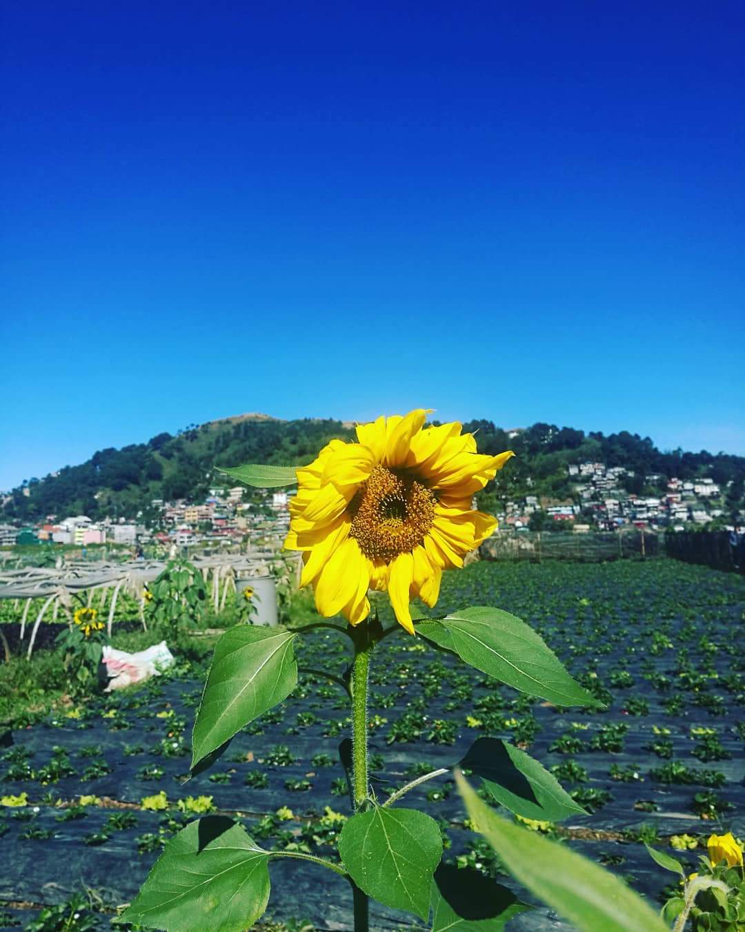 Sunflower Photography Baguio City