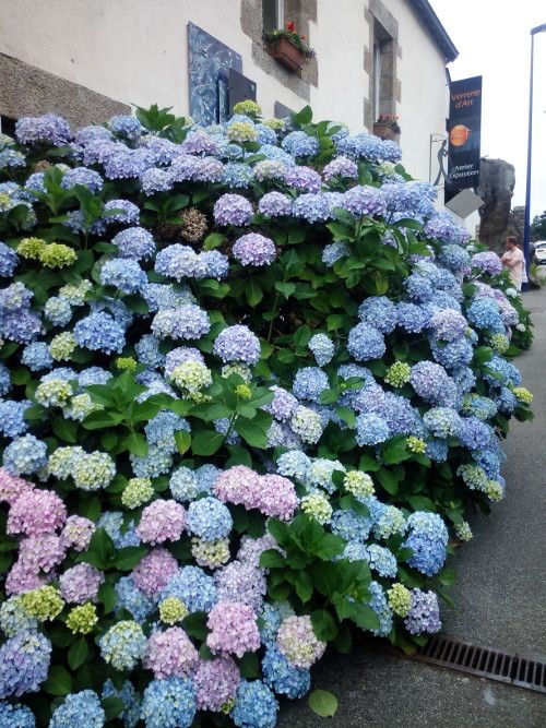 hydrangeabush.jpg