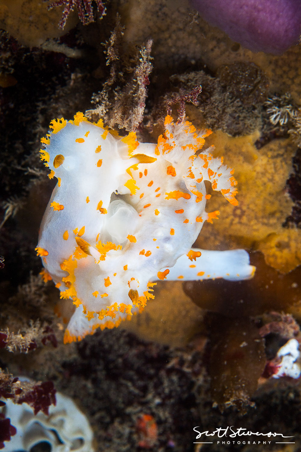 Clown Nudibranchs-1.jpg