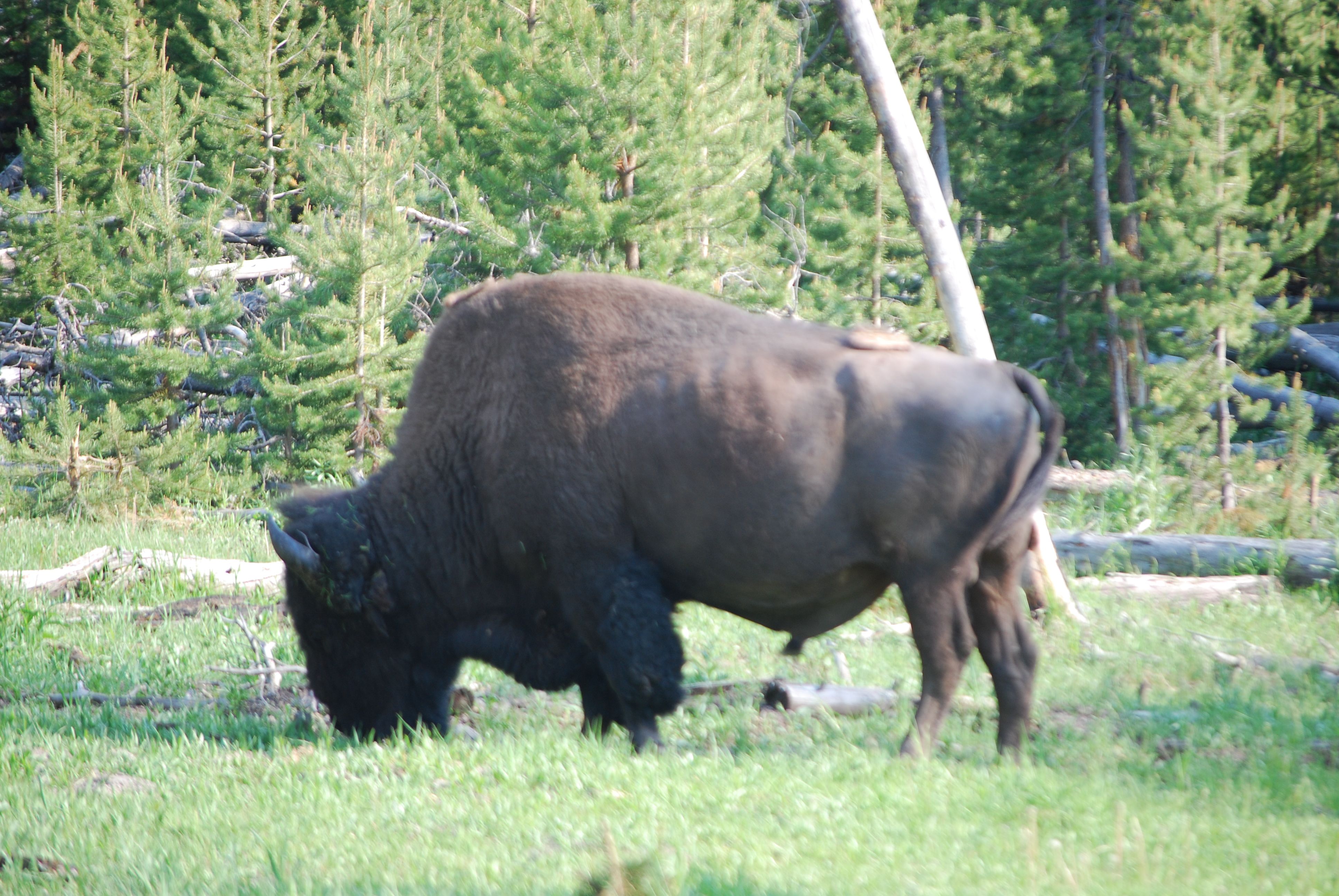 2008_Yellowstone_259.jpg