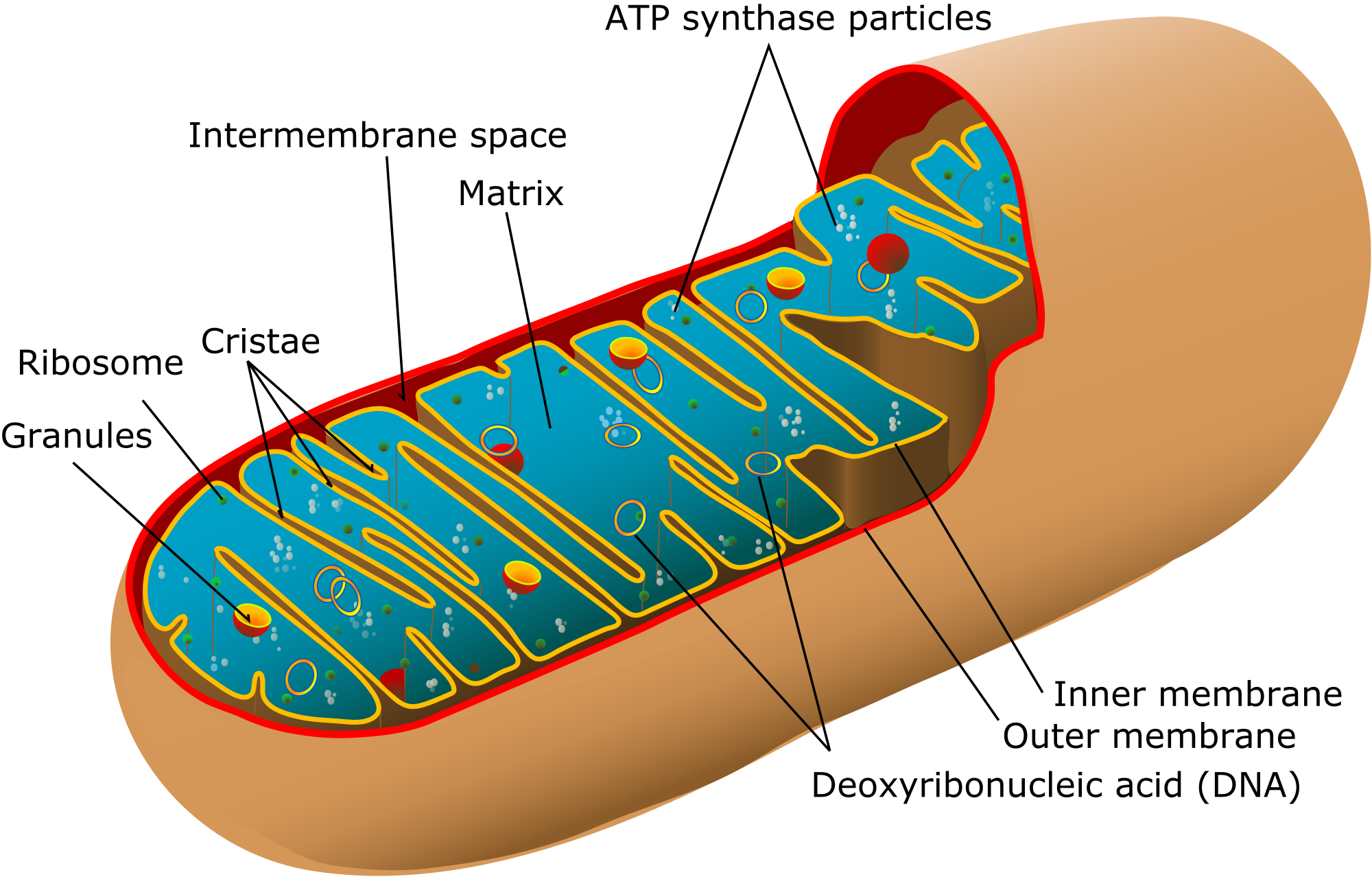 2000px-Animal_mitochondrion_diagram_en_(edit).svg.png