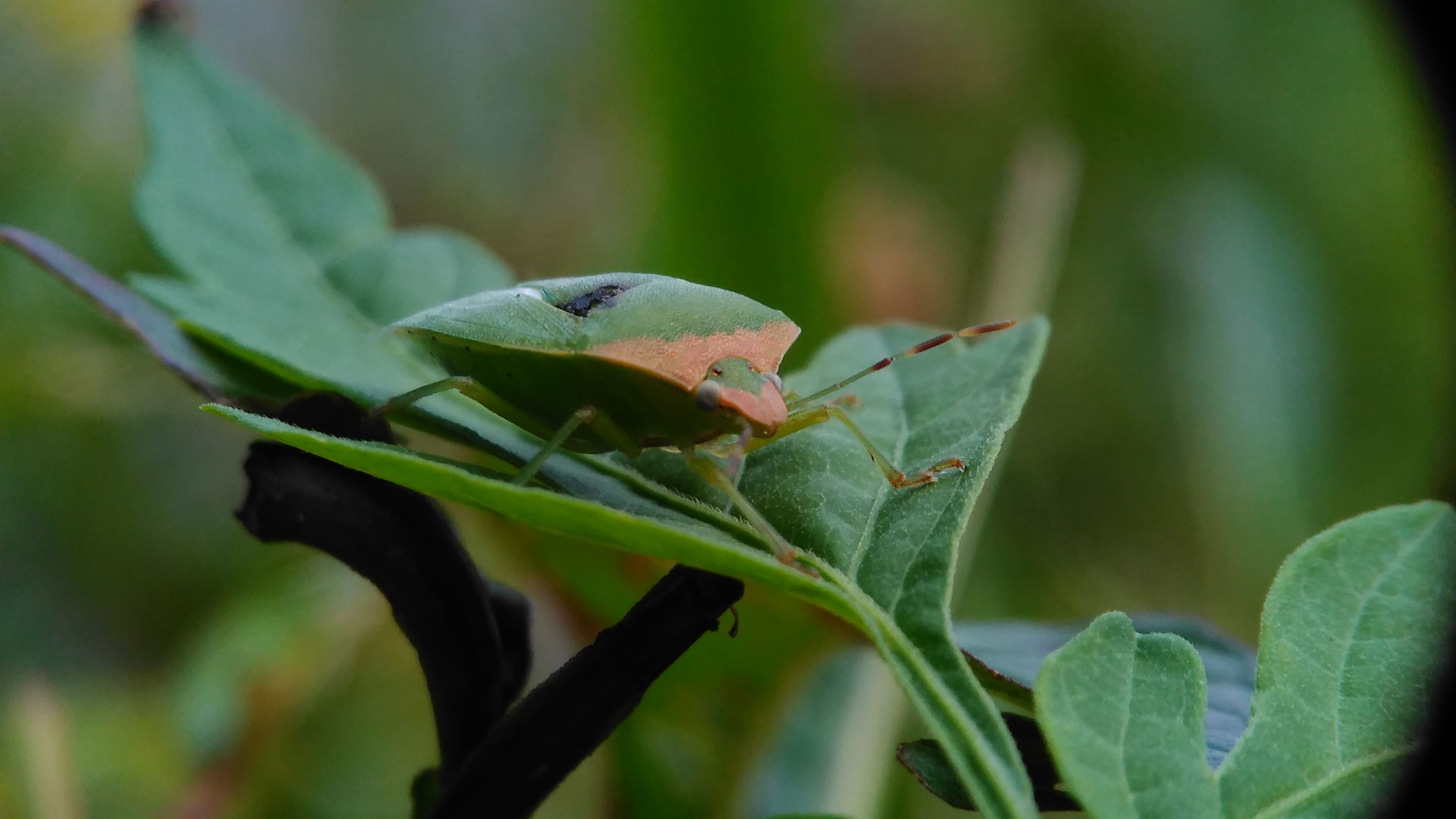 kumbang (5).jpg