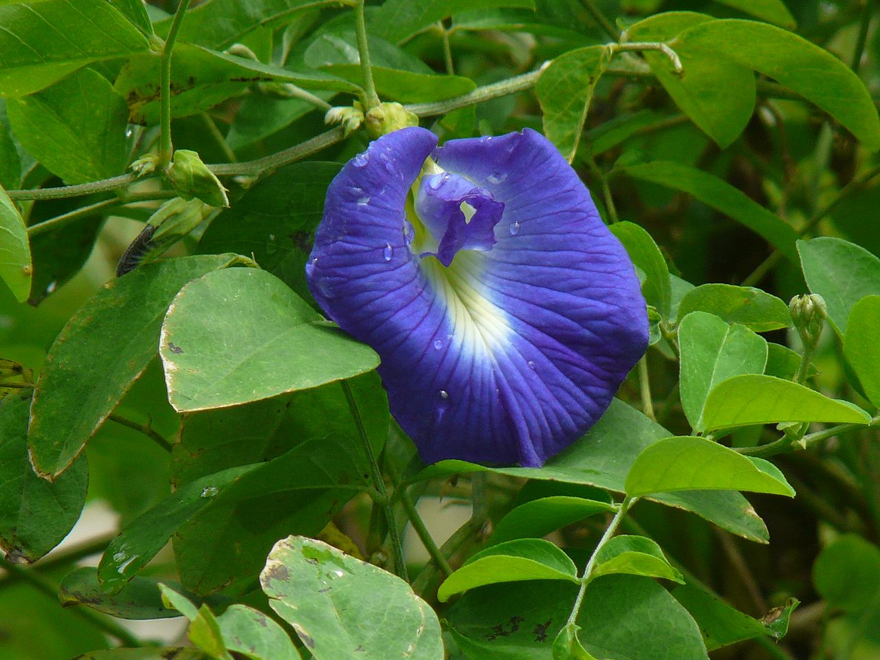 Анчан растение как выглядит Color Challenge: Saturday Indigo - Butterfly Pea Flower - Steemit