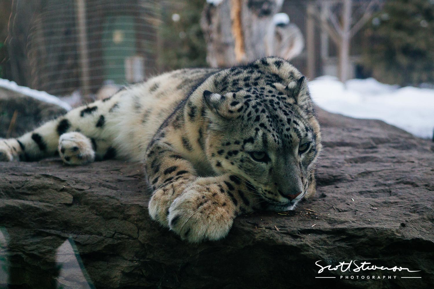 Snow Leopard-1.jpg