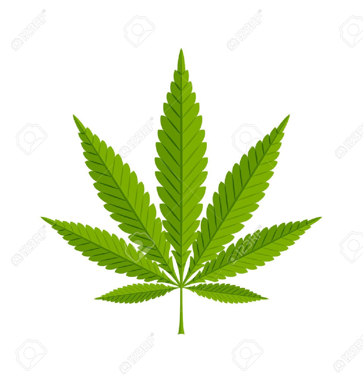 48244413-cáñamo-marihuana-cannabis-sativa-o-cannabis-indica-hojas-sobre-fondo-blanco.jpg