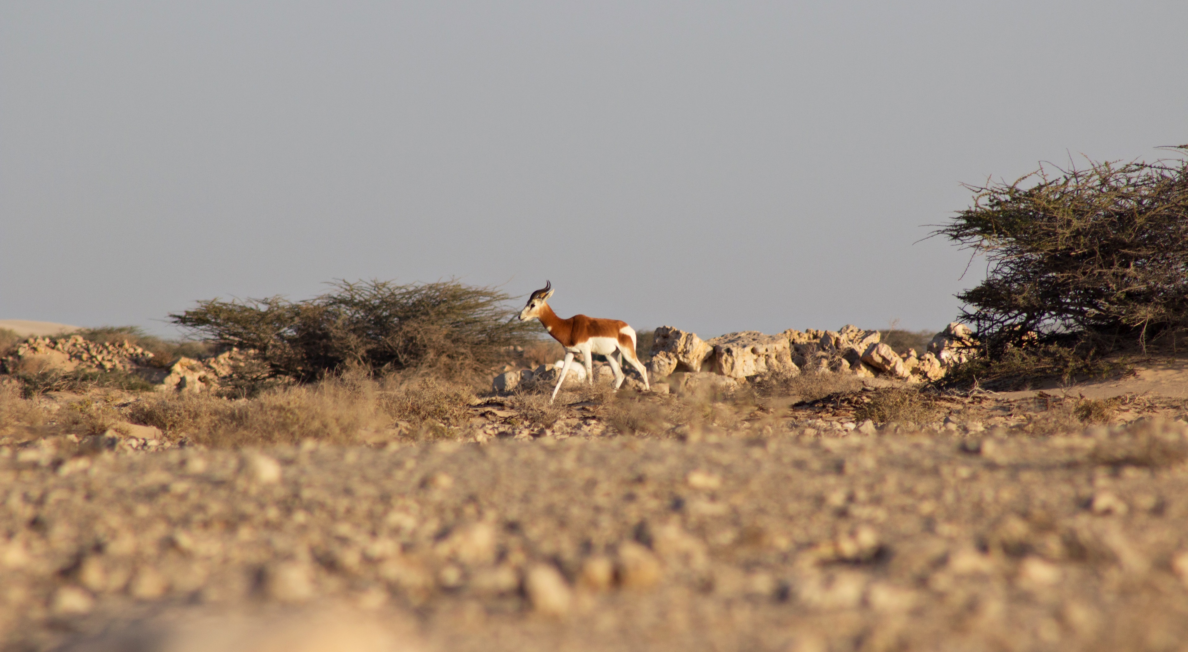 A_beautiful_male_Mhorr_(_gazella_dama_mhorr_)_searching_for_something_to_eat.jpg