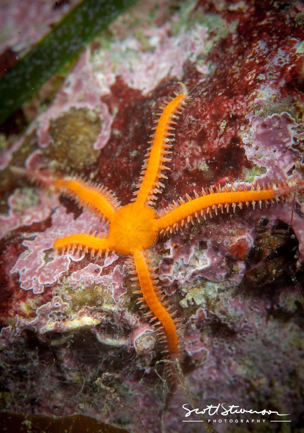 Brittlestar-5.jpg