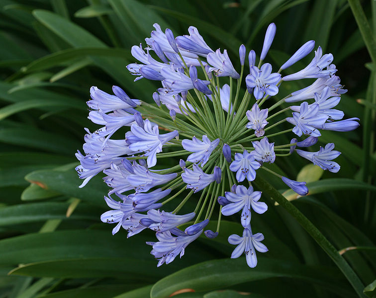 756px-Agapanthus_Postbloom.jpg