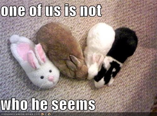 bunny-memes-24-1.jpg