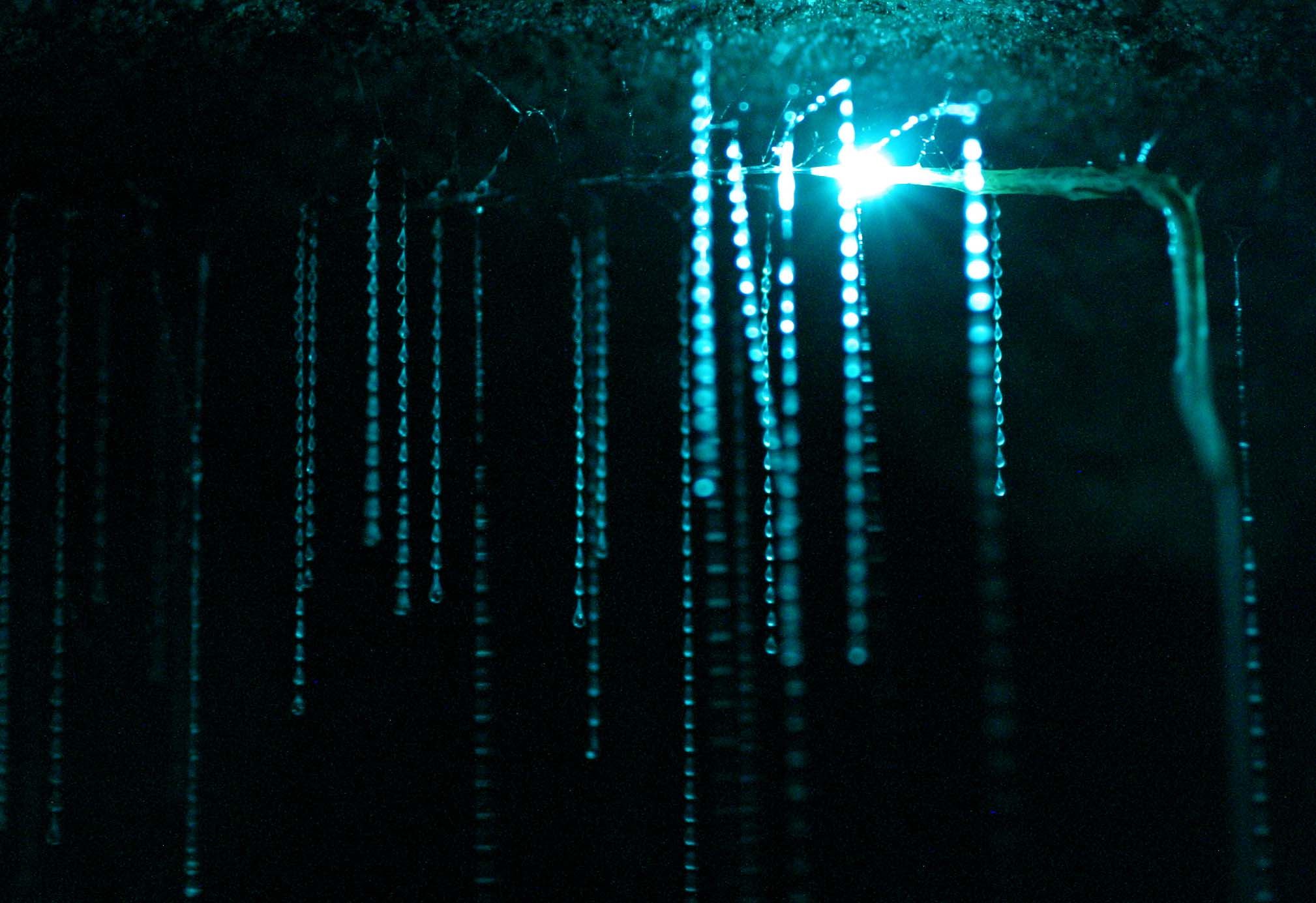 spellbound-glowworm-threads.jpg